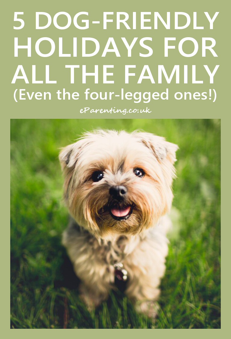 Five DogFriendly Holidays For All The Family Even The FourLegged Ones!