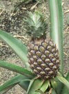 A Pineapple growing at the Eden Project