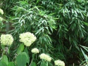 A Garden!