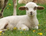 Lamb