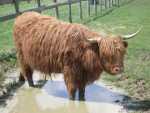 Animals at Mead Open Farm