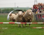 Sheep racing at Mead Open Farm