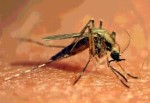 A Mosquito