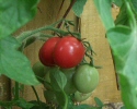 Tomatoes