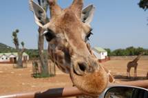 Puglia Zoo safari and Fasanolandia amusement park