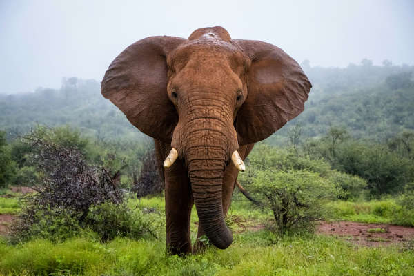 An elephant, face on.